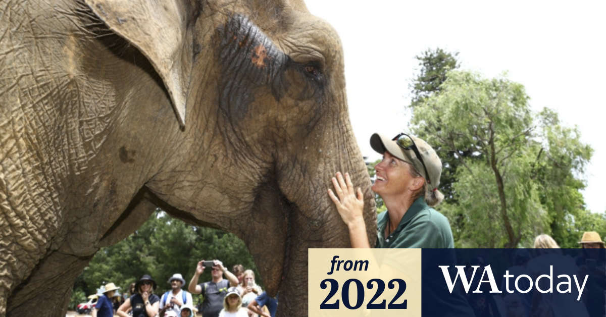 One of world’s oldest elephants, Tricia, nears the end of her life